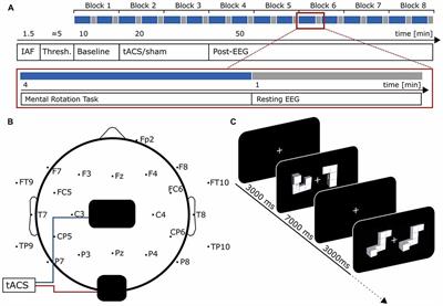 Transcranial Alternating Current Stimulation (tACS) Enhances Mental Rotation Performance during and after Stimulation